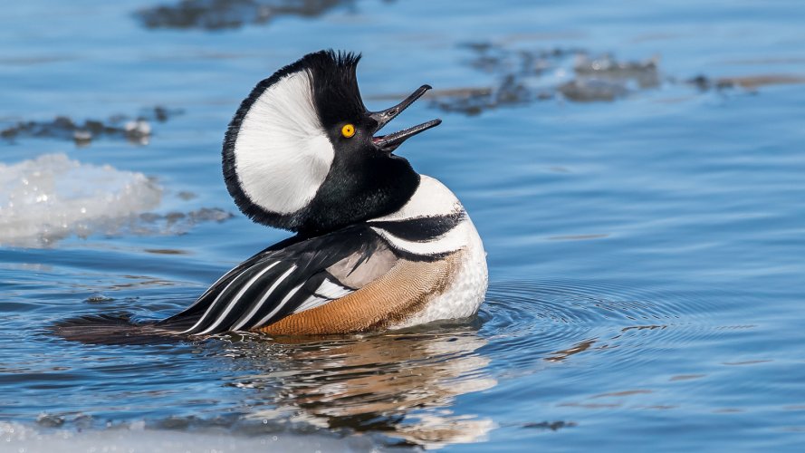 arriving waterfowl in spring