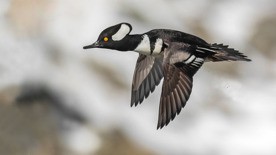 arriving waterfowl in spring