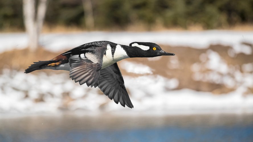 arriving waterfowl in spring