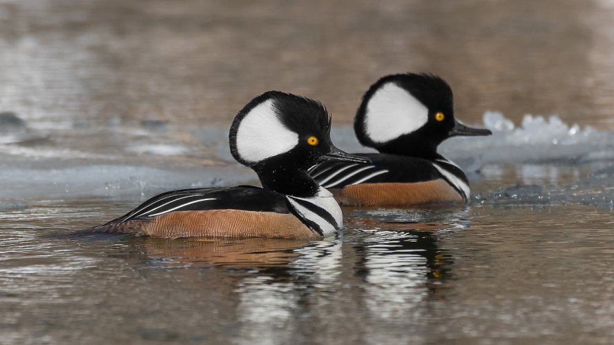 arriving waterfowl in spring