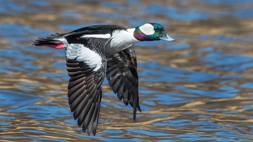 arriving waterfowl in spring