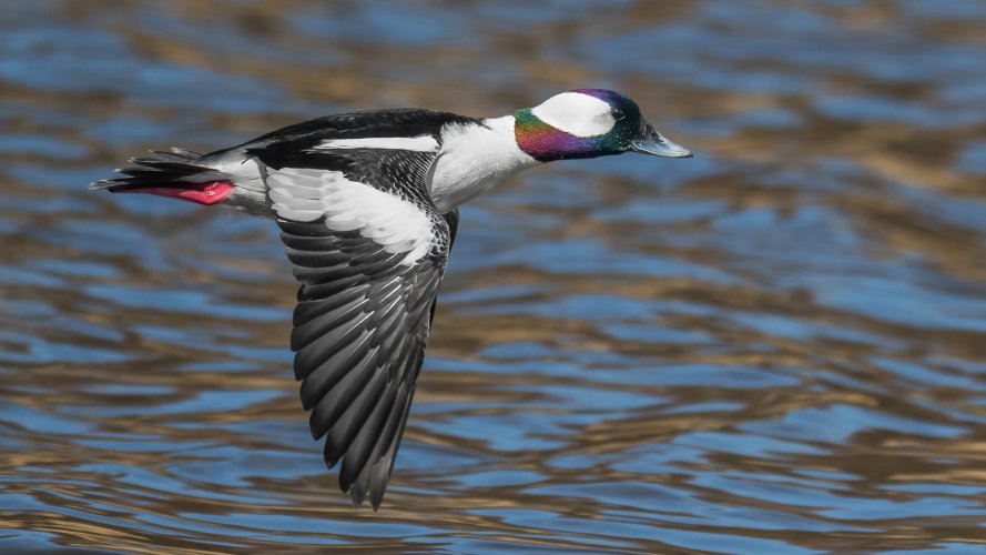 arriving waterfowl in spring