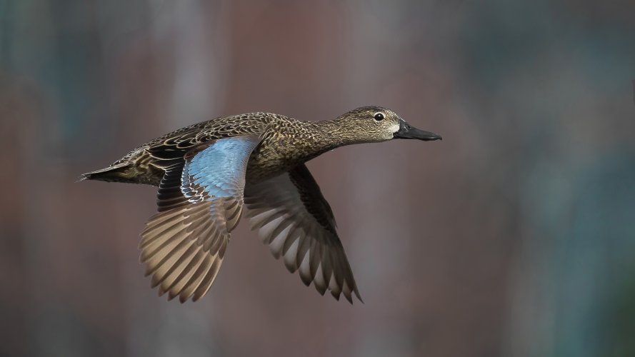 arriving waterfowl in spring