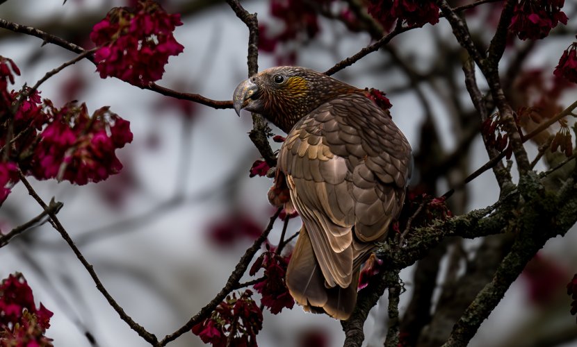 N.Z. Kaka in the Cherry Tree !!