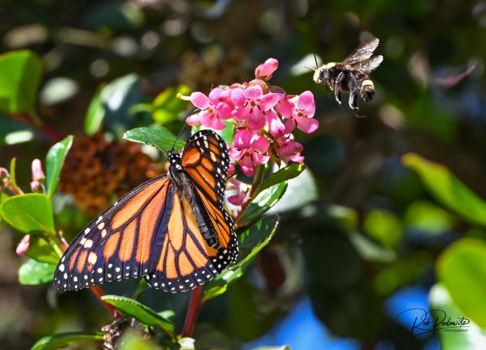 Butterfly and Bee Pedowitz.jpg