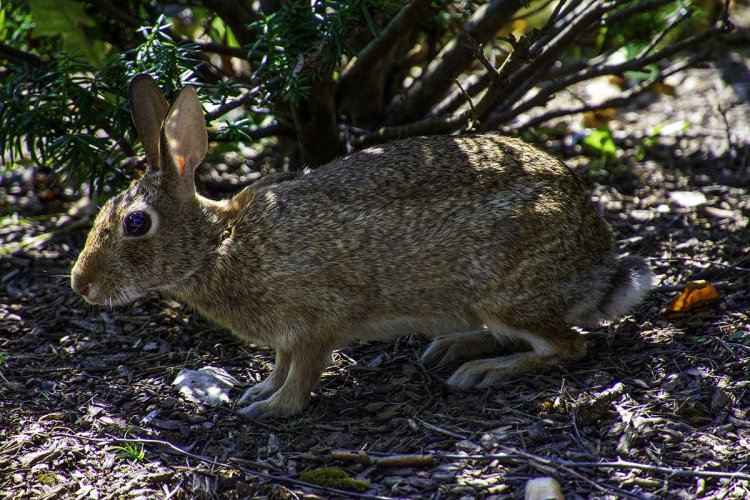 Closeup of rabbit in my backyard. I think he was looking right at me. I see my reflection in his eye.