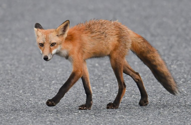 Red Fox seen at the NWR.