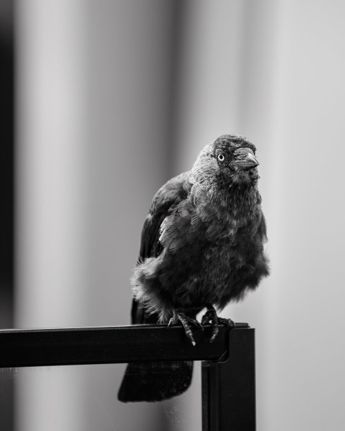 Juvenile Jackdaw B&W