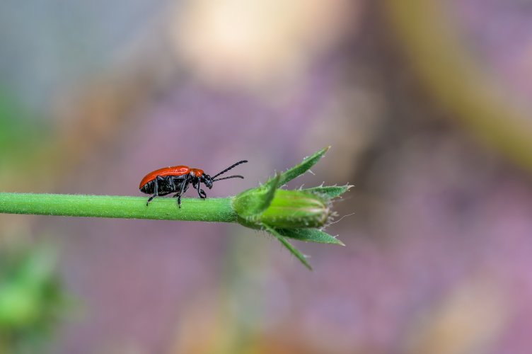 Scarlet lily beetle