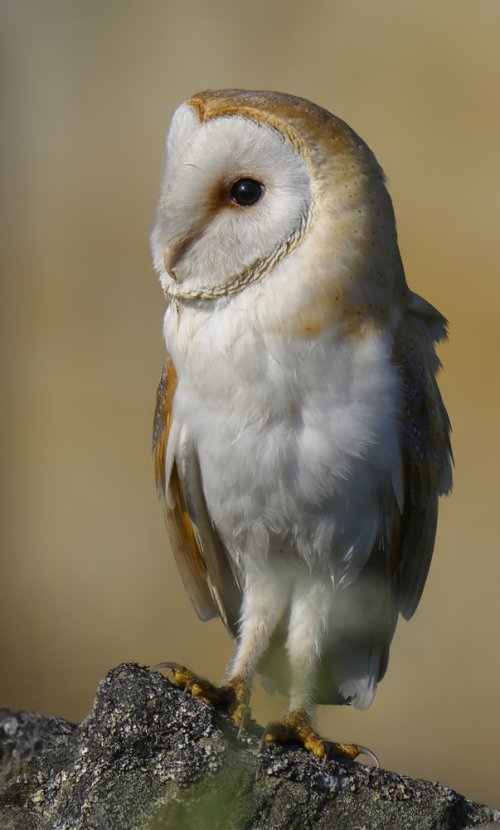 Barn Owl Portrait