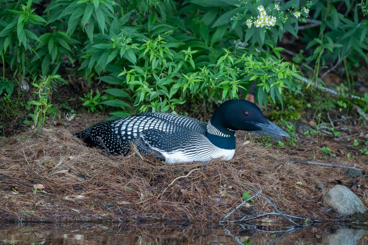 Nesting Loon