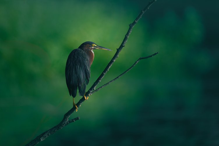 Green Heron