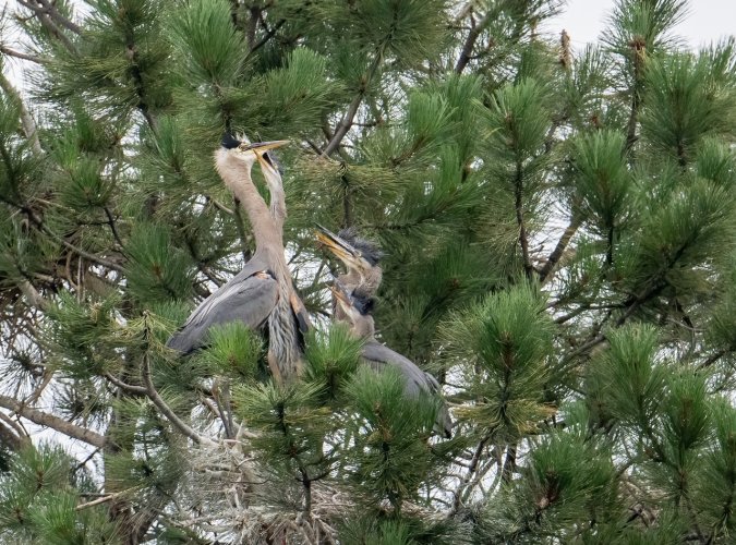 Great Blue Heron Dinner Time