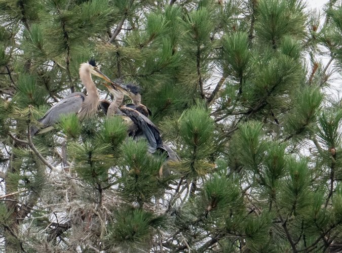 Great Blue Heron Dinner Time