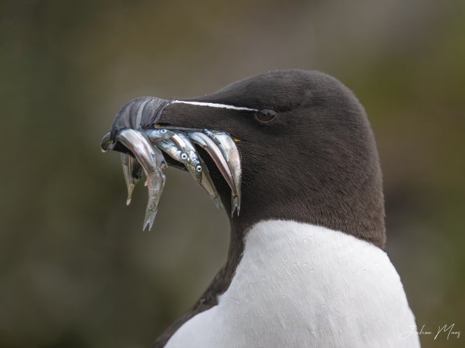 Gone fishing (Razorbill)