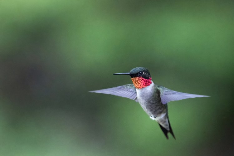 Hummingbird_Male.jpg