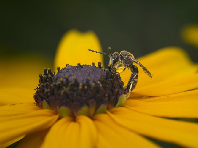 Lasioglossum calceatum