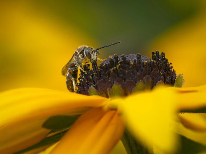 Lasioglossum calceatum