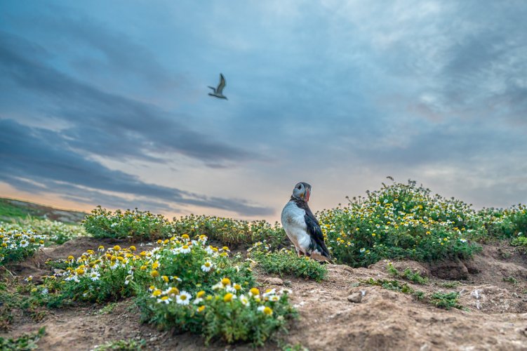 Puffin in the Dawn Light