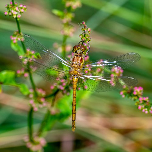 Immature male Common Darter dragonfly