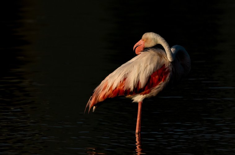 Flamenco Flamingos at First Light