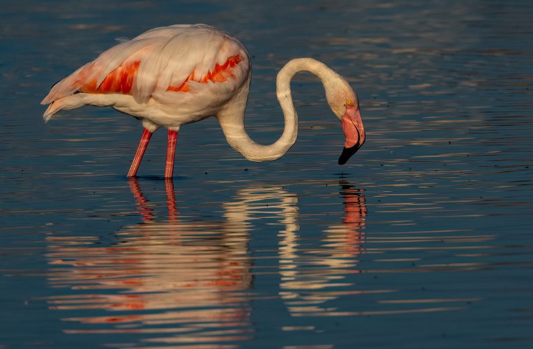 Flamenco Flamingos at First Light