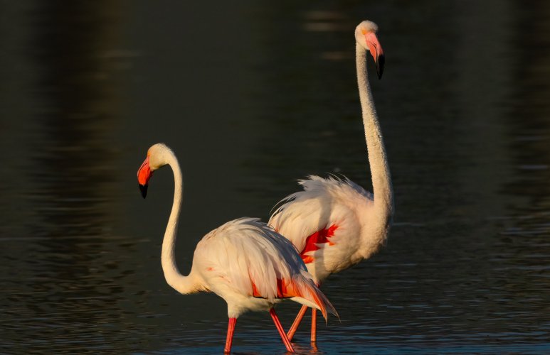 Flamenco Flamingos at First Light