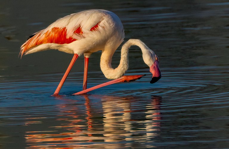 Flamenco Flamingos at First Light