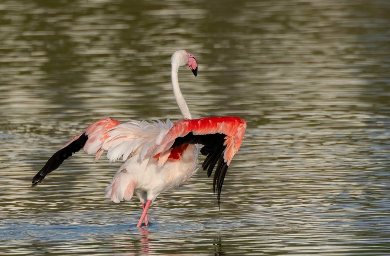 Flamenco Flamingos at First Light