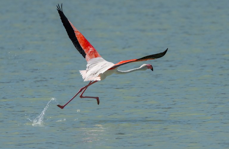 Flamenco Flamingos--Part 2 , "Flight Mode".