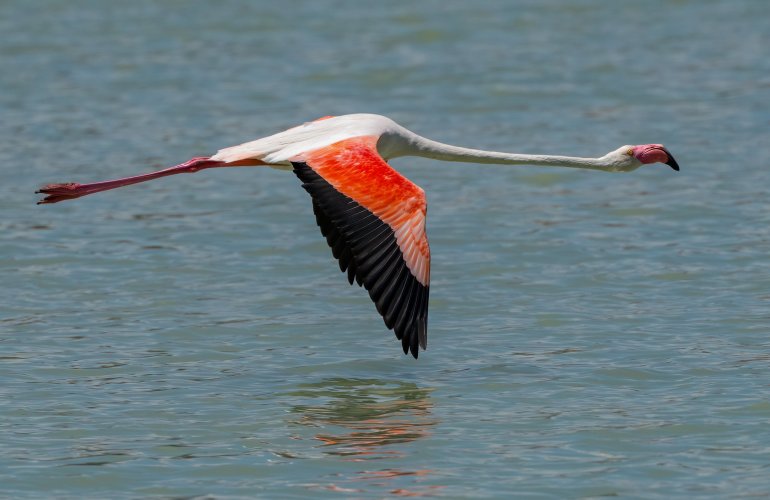 Flamenco Flamingos--Part 2 , "Flight Mode".