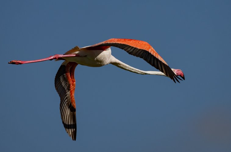 Flamenco Flamingos--Part 2 , "Flight Mode".