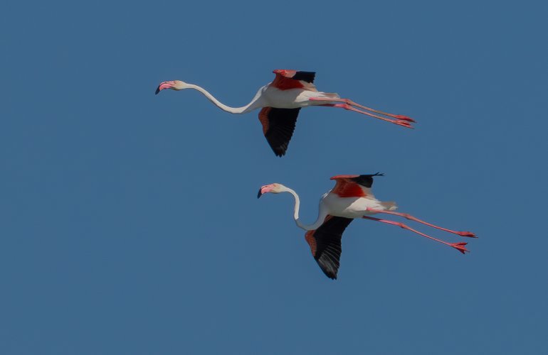 Flamenco Flamingos--Part 2 , "Flight Mode".