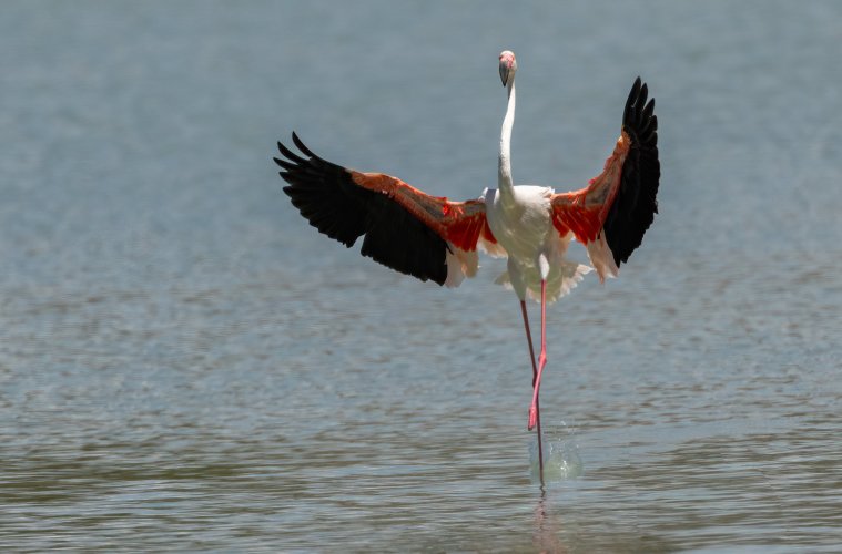 Flamenco Flamingos--Part 2 , "Flight Mode".