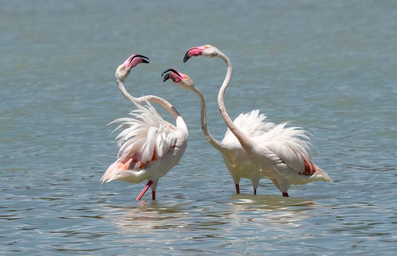 Flamenco Flamingos--Part 3 "parting shots"