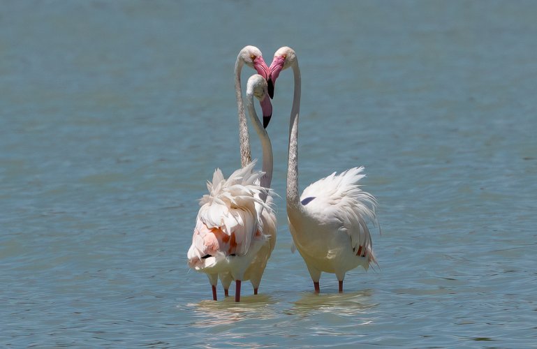 Flamenco Flamingos--Part 3 "parting shots"