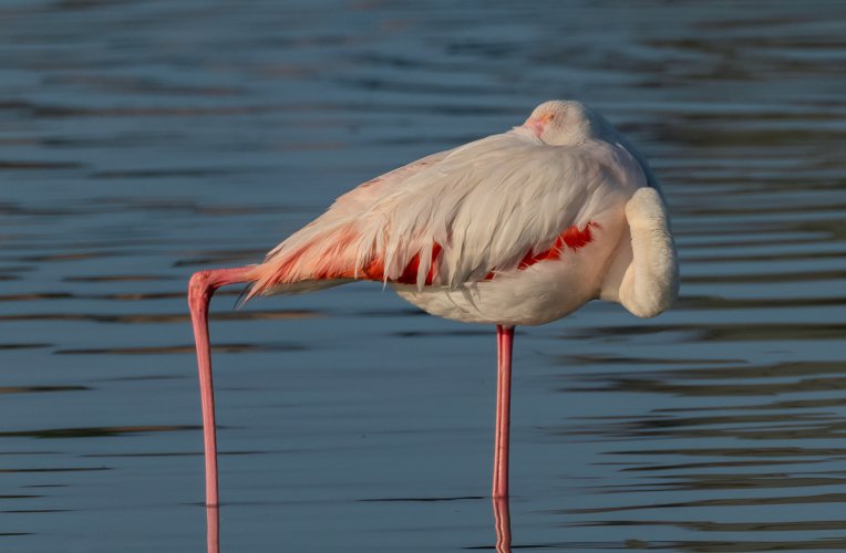 Flamenco Flamingos--Part 3 "parting shots"