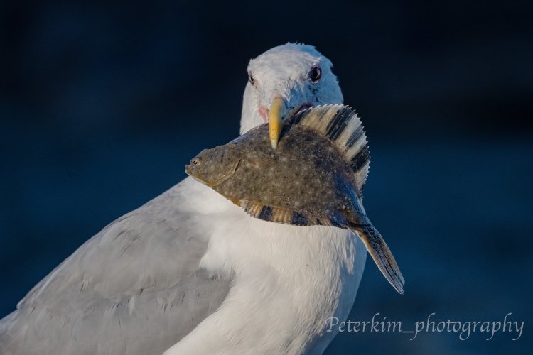 Urban Wildlife 3: Gulls