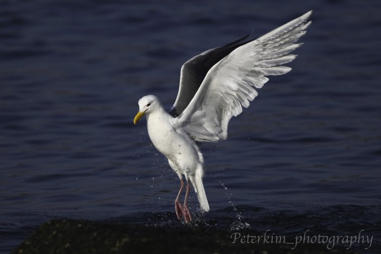 Urban Wildlife 3: Gulls