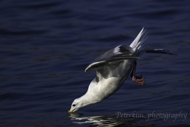 Urban Wildlife 3: Gulls