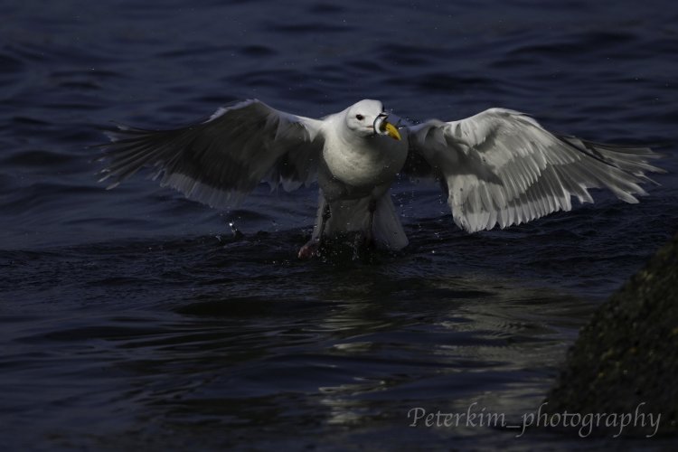 Urban Wildlife 3: Gulls