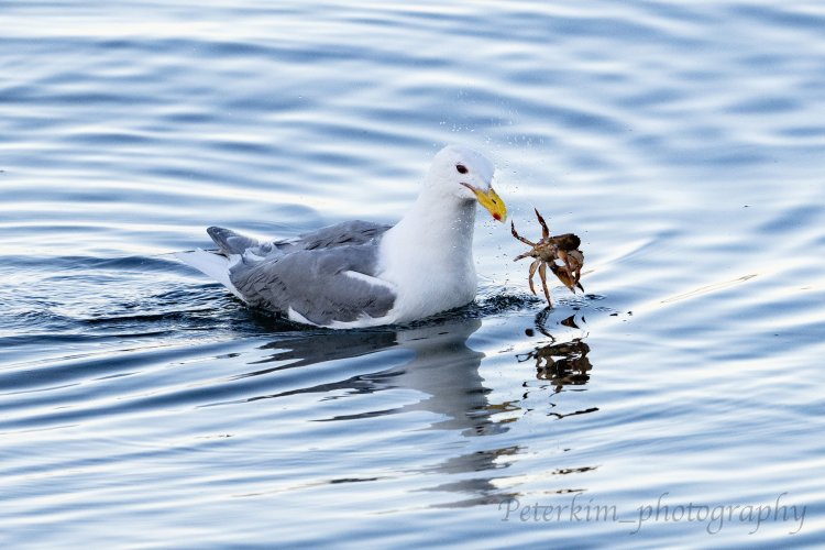 Urban Wildlife 3: Gulls