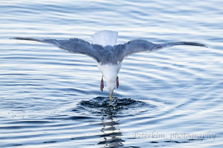 Urban Wildlife 3: Gulls