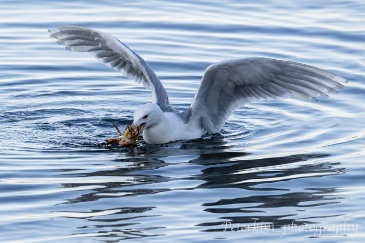 Urban Wildlife 3: Gulls