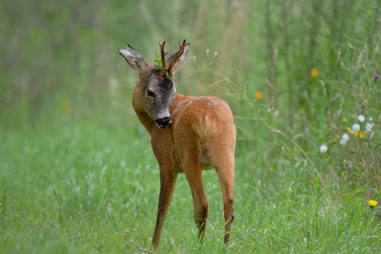 Highly decorated deer