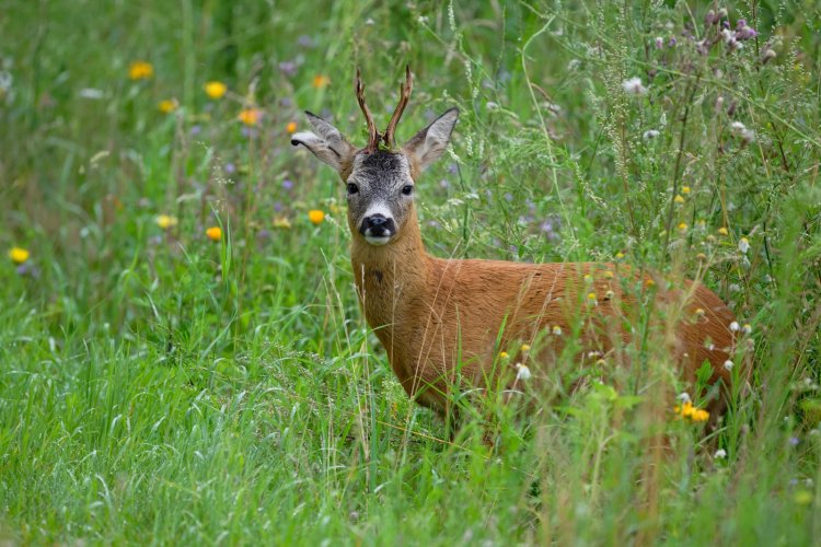 Highly decorated deer