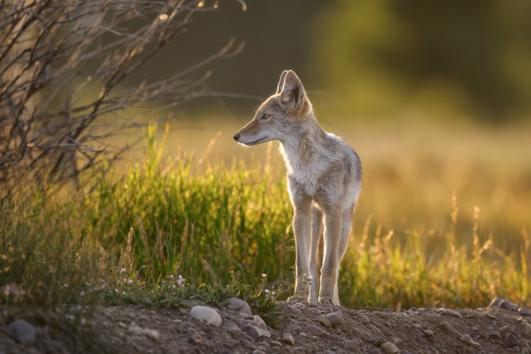 Coyote Pup at Sunset