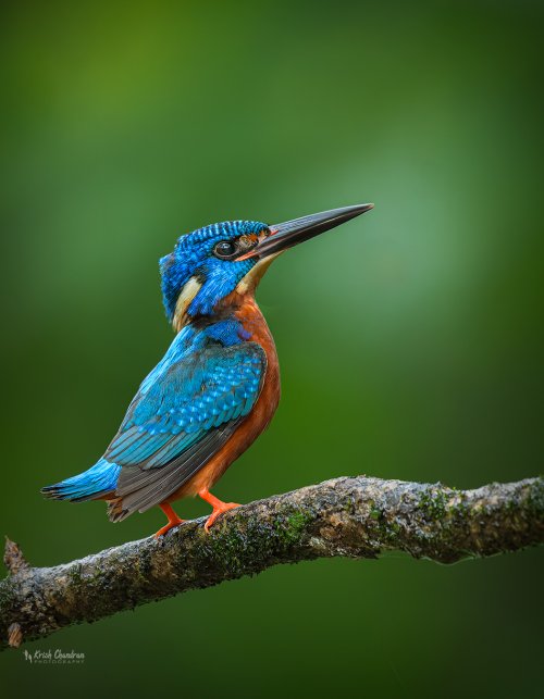 Blue-eared Kingfisher