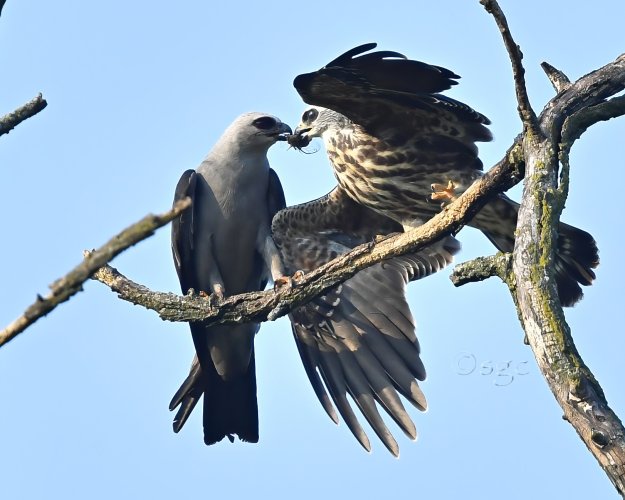 MAMA and Youngster