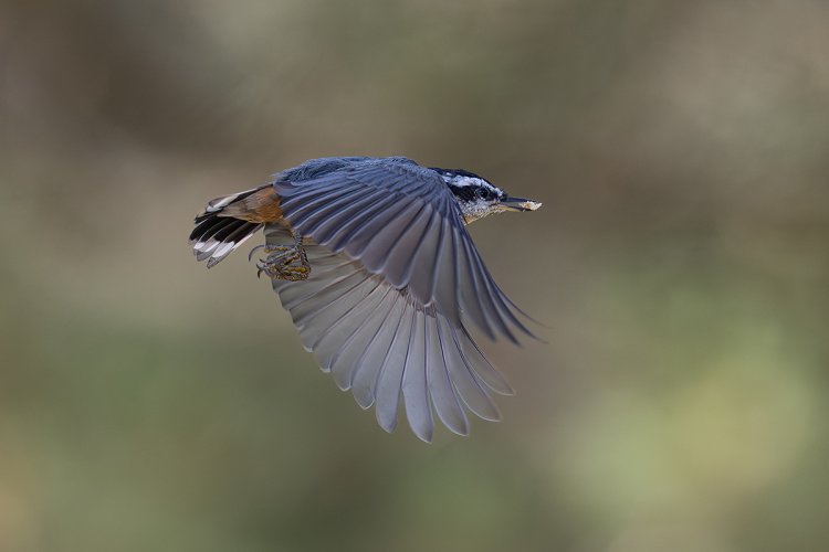 Red Breasted Nuthatch in flight: